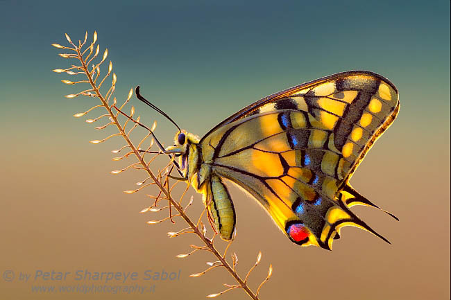 Papilio machaon